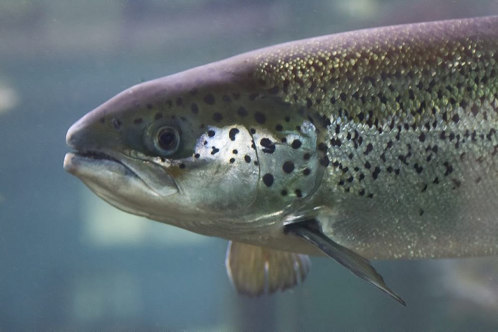 Salmon/Frank Gregersen-Nofima