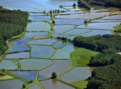 FEAP calls for EU recognition of freshwater fishponds as multifunctional climate and biodiversity assets